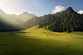 Kühe grasen auf saftiger Weide im Nenzinger Himmel (Alpe im Gamperdonatal bei Nenzing), Vorarlberg, Österreich, Europa