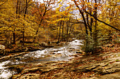  Deciduous forest and Robinson River stream on the Whiteoak Canyon Trail in Shenandoah National Park, Virginia, USA 