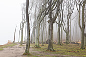 The Ghost Forest on the Cliffs near Nienhagen, Baltic Sea, Mecklenburg-Vorpommern, Germany 