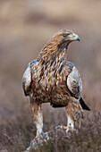  Golden Eagle, Aquila chrysaetos, adult Golden Eagle in a moor, Smaland, Sweden 