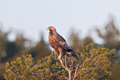  Golden Eagle, Aquila chrysaetos, adult golden eagle in a pine tree, Smaland, Sweden 