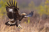  Golden Eagle, Aquila chrysaetos, juvenile Golden Eagle in flight, Smaland, Sweden 