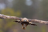  Golden Eagle, Aquila chrysaetos, juvenile Golden Eagle in flight, Smaland, Sweden 