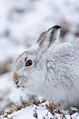 Schneehase (Lepus timidus), Portrait, Cairngorms Nationalpark, Schottland, Großbritannien, Europa