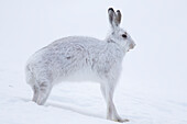 Schneehase (Lepus timidus), sich streckender Hase, Cairngorms Nationalpark, Schottland, Großbritannien, Europa