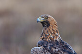  Golden Eagle, Aquila chrysaetos, portrait of an adult golden eagle, Smaland, Sweden 