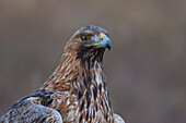  Golden Eagle, Aquila chrysaetos, portrait of an adult golden eagle, Smaland, Sweden 