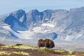 Moschusochse (Ovibos moschatus), Bulle in Berglandschaft, Dovre Fjaell, Sunndalsfjella National Park, Norwegen