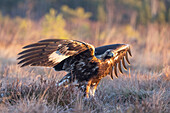  Golden Eagle, Aquila chrysaetos, juvenile Golden Eagle in a moor, Smaland, Sweden 