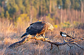  Golden Eagle, Aquila chrysaetos, juvenile Golden Eagle observing a Magpie, Pica pica, Smaland, Sweden 