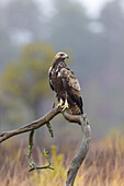  Golden Eagle, Aquila chrysaetos, juvenile Golden Eagle in a moor, Smaland, Sweden 