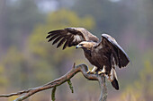  Golden Eagle, Aquila chrysaetos, juvenile Golden Eagle in a moor, Smaland, Sweden 