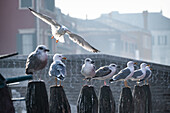 Silbermöwen (Larus argentatus) am Fischmarkt von Chioggia, Vena Kanal, Chioggia, Lagune, Venetien, Italien