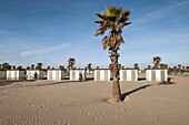 Blick auf eine Palme und die Umkleide Kabinen am Strand von Sottomarina, Chioggia, Veneto, Italien, Europa