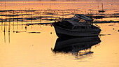 Detailaufnahme der Sumpflandschaft in der Lagune von Venedig bei Sonnenuntergang, Chioggia, Veneto, Italien, Europa