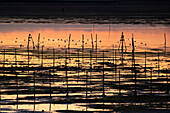 Bild von der Sumpflandschaft bei Sonnenuntergang, Lagune von Venedig, Chioggia, Veneto, Italien, Europa