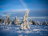  Winter forest near the Brocken, Brocken, Harz, National Park, Schierke, Wernigerode, winter, frost, ice, Harz district, Saxony-Anhalt, East Germany, Central Germany, Germany, Europe 