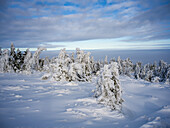  \nWinter forest in the Harz Mountains, Brocken, Harz, National Park, Schierke, Wernigerode, winter, frost, ice, Harz district, Saxony-Anhalt, East Germany, Central Germany, Germany, Europe\n 