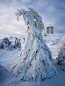  Frozen conifer and Brocken weather station on the Brocken summit, Brocken, Harz, National Park, Schierke, Wernigerode, winter, frost, ice, Harz district, Saxony-Anhalt, Eastern Germany, Central Germany, Northern Germany, Germany, Europe 