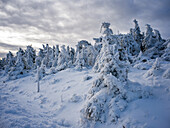  Winter forest in the Harz Mountains, Brocken, Harz, National Park, Schierke, Wernigerode, winter, frost, ice, Harz district, Saxony-Anhalt, East Germany, Central Germany, Germany, Europe 