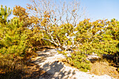  Virginia wax tree (Myrica cerifera, Virginia wax myrtle) on the Life of the Dunes Trail in Assateague Island National Seashore on Assateague Island near Berlin, Worcester County, Maryland, USA 