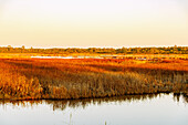 Marschlandschaft am Marshtrail Chincoteague National Wildlife Refuge auf Assateague Island, Accomack County, Virginia, USA