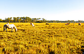 Chincoteague Ponies (Assateague Horses) beim Grasen im Sumpfgras am Woodland Trail im Chincoteague National Wildlife Refuge auf Assateague Island, Accomack County, Virginia, USA
