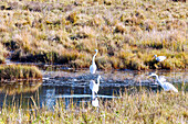 Silberreiher (Great Egret, Ardea Alba) und Schneesichler ((Eudocimus albus) im Chincoteague National Wildlife Refuge auf Assateague Island, Accomack County, Virginia, USA