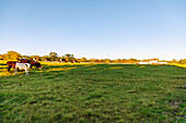 Farm und Viehweide im Historic Triangle in Williamsburg, Virginia, USA