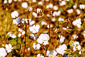 blühende Baumwolle an der Shirley Plantation Road, Charles City County, Virginia, USA