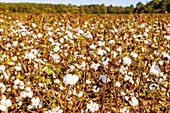 blühende Baumwolle an der Shirley Plantation Road, Charles City County, Virginia, USA