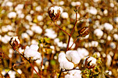blühende Baumwolle an der Shirley Plantation Road, Charles City County, Virginia, USA