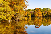 Sumpfzypressen (bald cypress) im Trap Pond State Park in Laurel, Sussex County, Delaware, USA