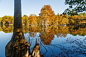 Sumpfzypressen (bald cypress) im Trap Pond State Park in Laurel, Sussex County, Delaware, USA