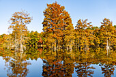 Kakakfahrer und Sumpfzypressen (bald cypress) im Trap Pond State Park in Laurel, Sussex County, Delaware, USA