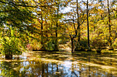 Sumpfzypressen (bald cypress) mit Regenbogeneffekt im Trussum Pond State Park in Laurel, Sussex County, Delaware, USA
