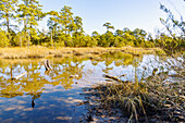 Cypress Swamp (Zypressen-Sumpf) im First Landing State Park (Cape Henry Trail) in Virginia Beach, Princess Anne County, Virginia, USA