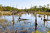 Cypress Swamp (Zypressen-Sumpf) im First Landing State Park (Cape Henry Trail) in Virginia Beach, Princess Anne County, Virginia, USA