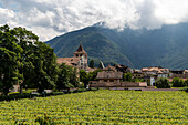 Weinfeld und Blick auf Ort, Weingut Muri vor Bergen, Gries, Bozen, Südtirol, Italien, Europa