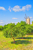 Old wiindmill, Sineu, Mallorca, Balearic Islands, Spain