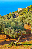 Olive trees surrounding Son Marroig Mansion, Deia, Mallorca, Balearic Islands, Spain,