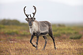  Reindeer, Rangifer tarandus, female in autumn, Lapland, Sweden 
