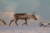  Reindeer, Rangifer tarandus, in snowy landscape, winter, Iceland 