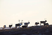  Reindeer, Rangifer tarandus, bull with female, autumn, Lapland, Sweden 