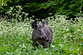  Wild boar, Sus scrofa, adult sow in blooming flowers, spring, Schleswig-Holstein, Germany 