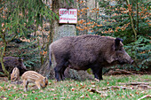  Wild boar, Sus scrofa, sow with piglets, Schleswig-Holstein, Germany 