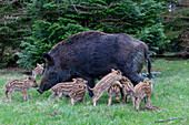  Wild boar, Sus scrofa, sow with piglets, April, Schleswig-Holstein, Germany 