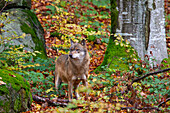  European wolf, Canis lupus, adult wolf, autumn, Bavaria, Germany 
