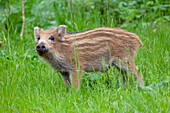  Wild boar, Sus scrofa, young piglet, April, Schleswig-Holstein, Germany 