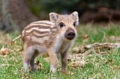  Wild boar, Sus scrofa, young piglet, spring, Schleswig-Holstein, Germany 